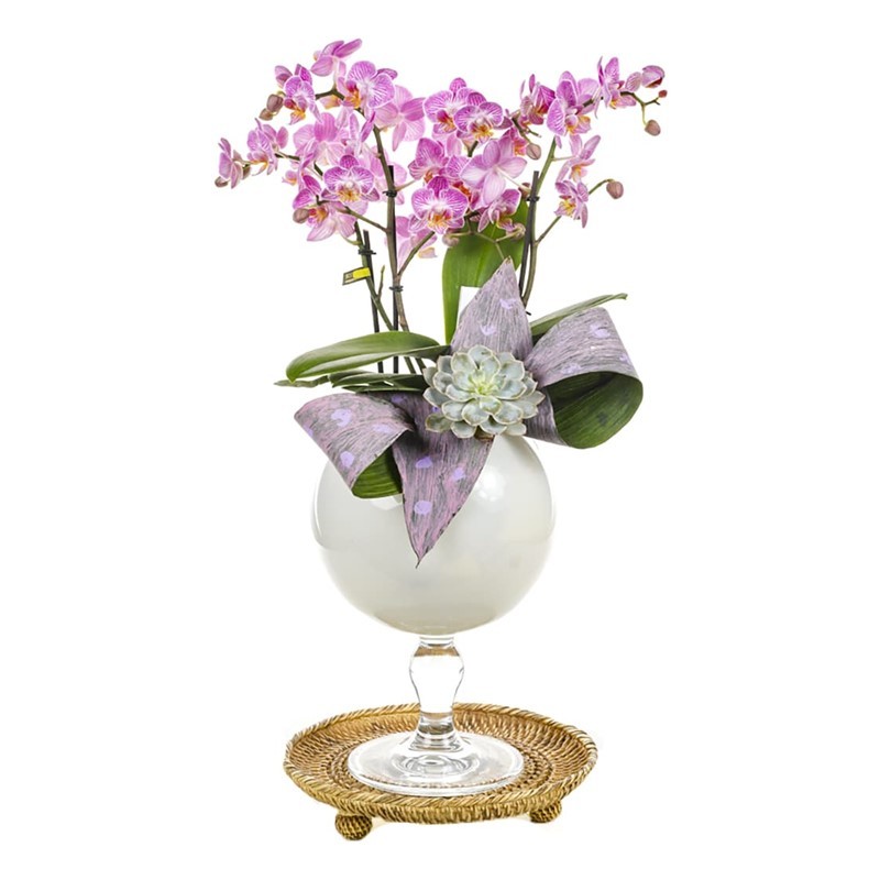 Pink Dotted Orchid