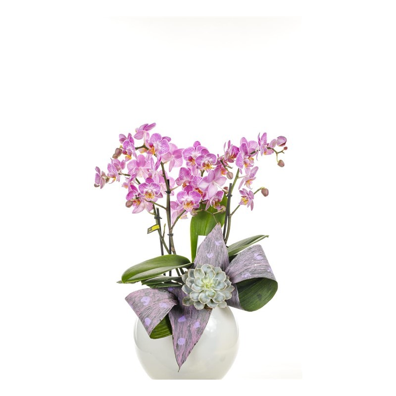 Pink Dotted Orchid