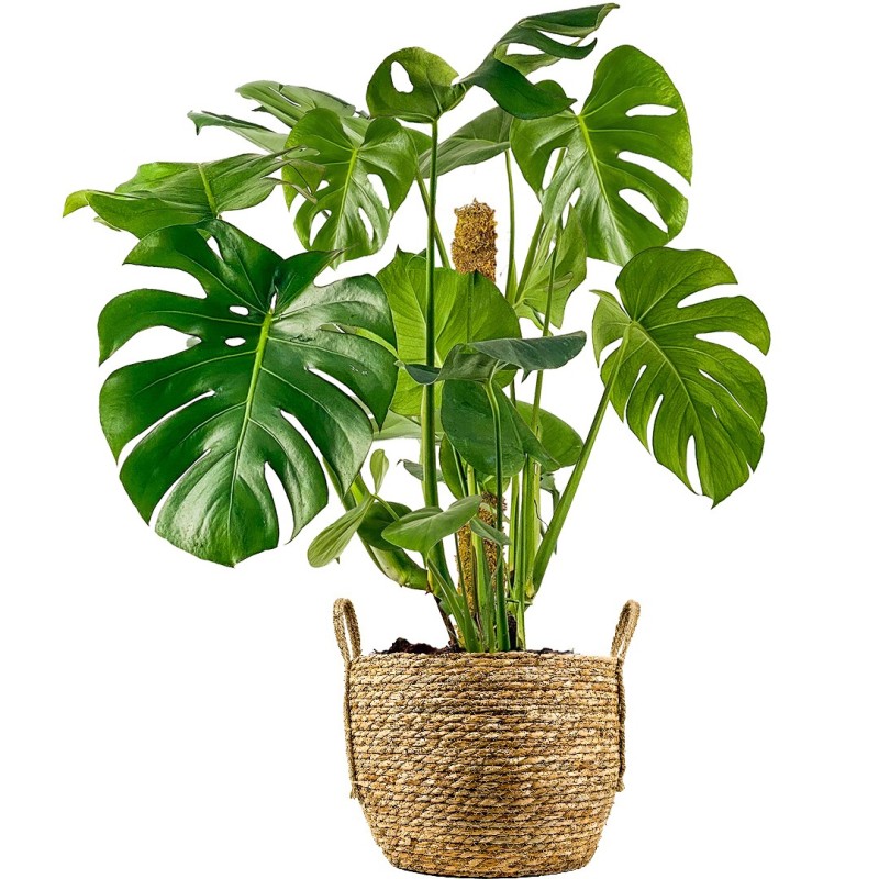 Deve Tabanı XL (Monstera Deliciosa) Hasır Saksılı