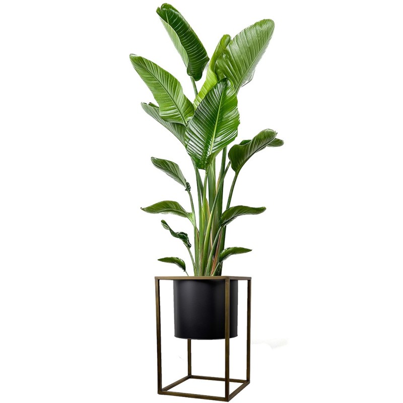 Starliçe XL (Strelitzia Nicolai) Ayaklı Siyah Metal Saksılı