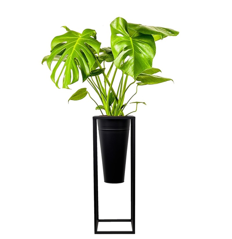 Deve Tabanı (Monstera Deliciosa) Ayaklı Siyah Metal Saksılı