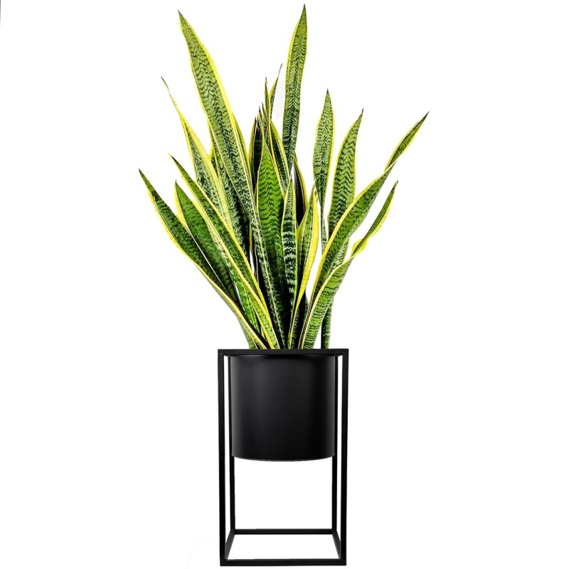 Paşa Kılıcı XL (Sansevieria Laurentii) Ayaklı Siyah Metal Saksılı