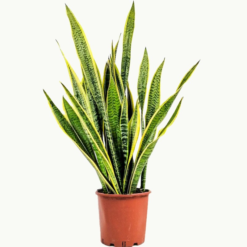 Paşa Kılıcı XL (Sansevieria Laurentii) Ayaklı Siyah Metal Saksılı