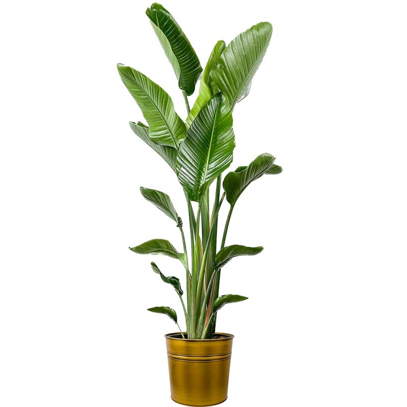 Starliçe XL (Strelitzia Nicolai) Metal Saksılı