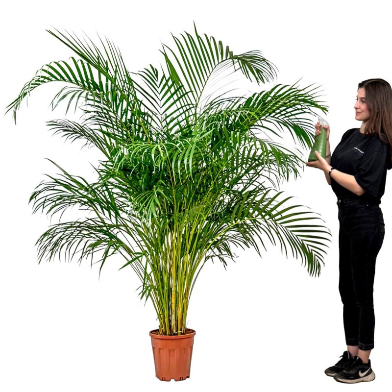 Areka Palmiyesi XL (Dypsis Lutescens) Metal Saksılı