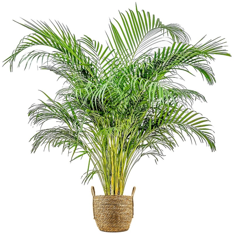 Areka Palmiyesi XL (Dypsis Lutescens) Hasır Saksılı