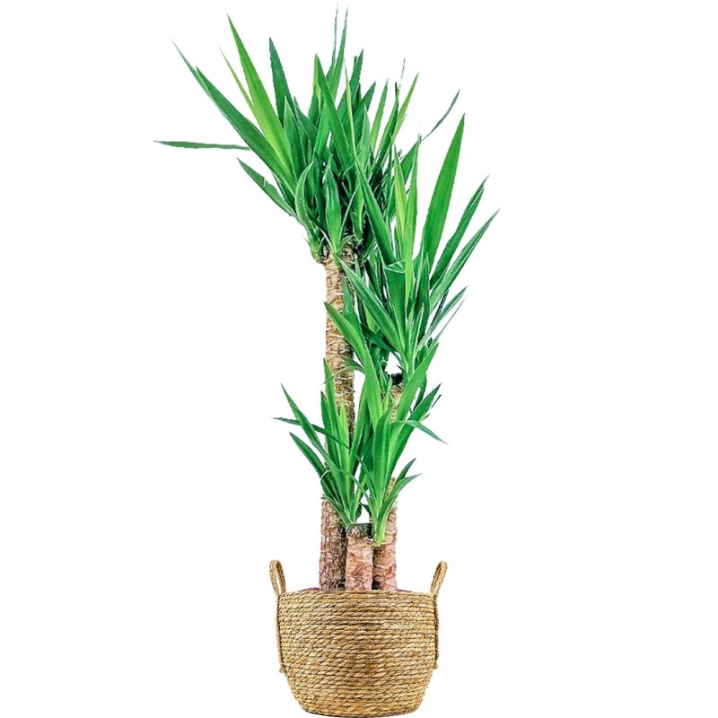 Yuka 3 Gövdeli (Yucca Massengena) Hasır Saksılı