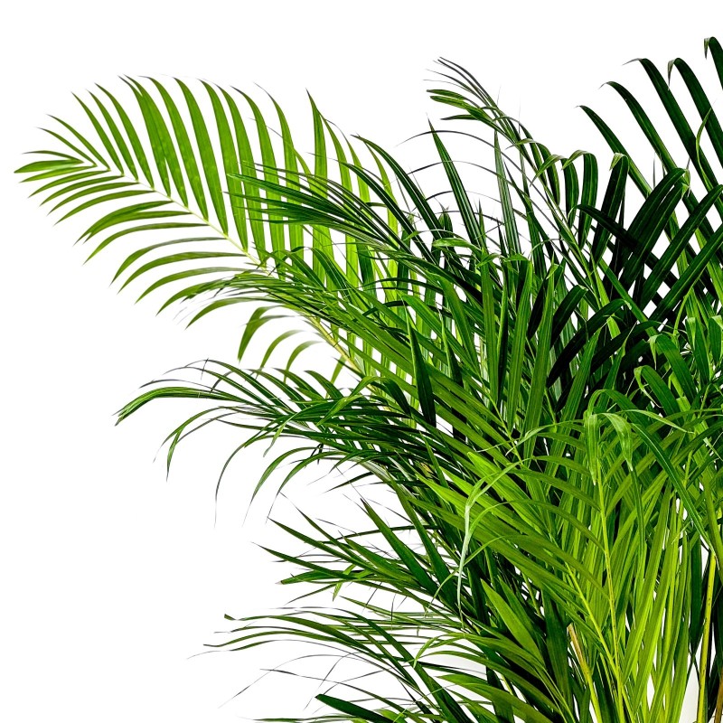 Areka Palmiyesi XL (Dypsis Lutescens) Ayaklı Siyah Metal Saksılı