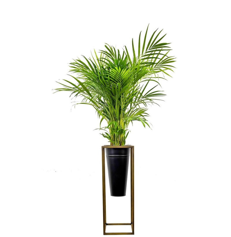 Areka Palmiyesi Large (Dypsis Lutescens) Ayaklı Siyah Metal Saksılı