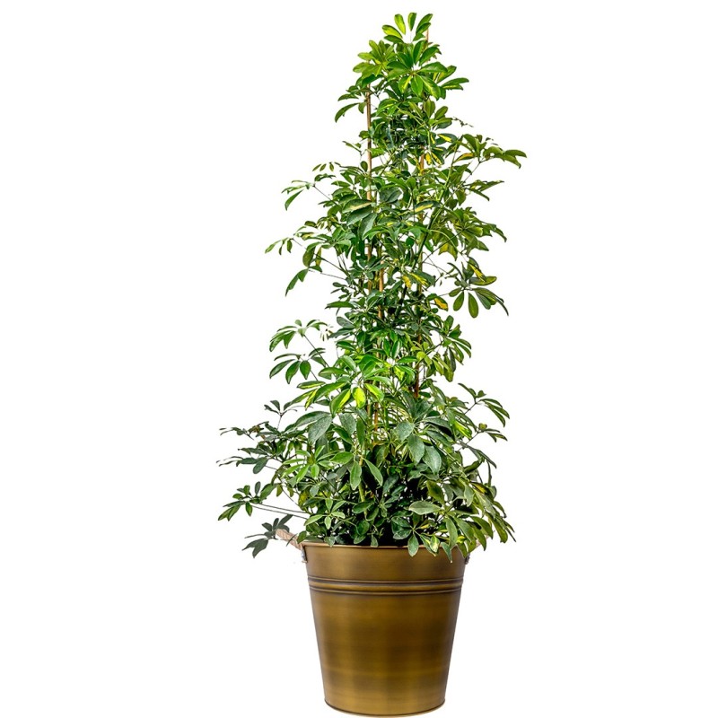 Şeflera (Schefflera) Gold Metal Saksılı