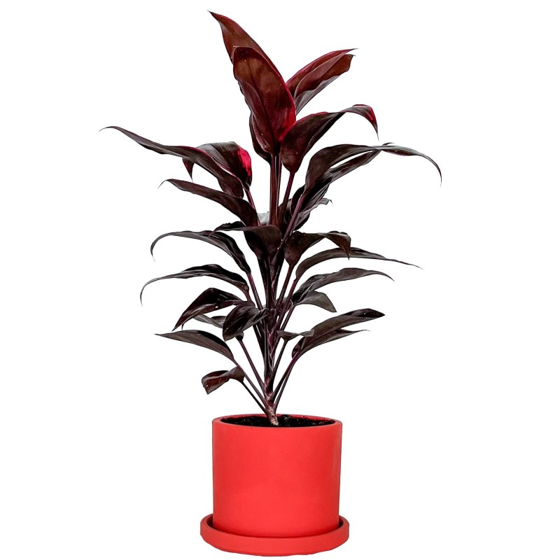 Kordilin (Cordyline Tango) Ruby