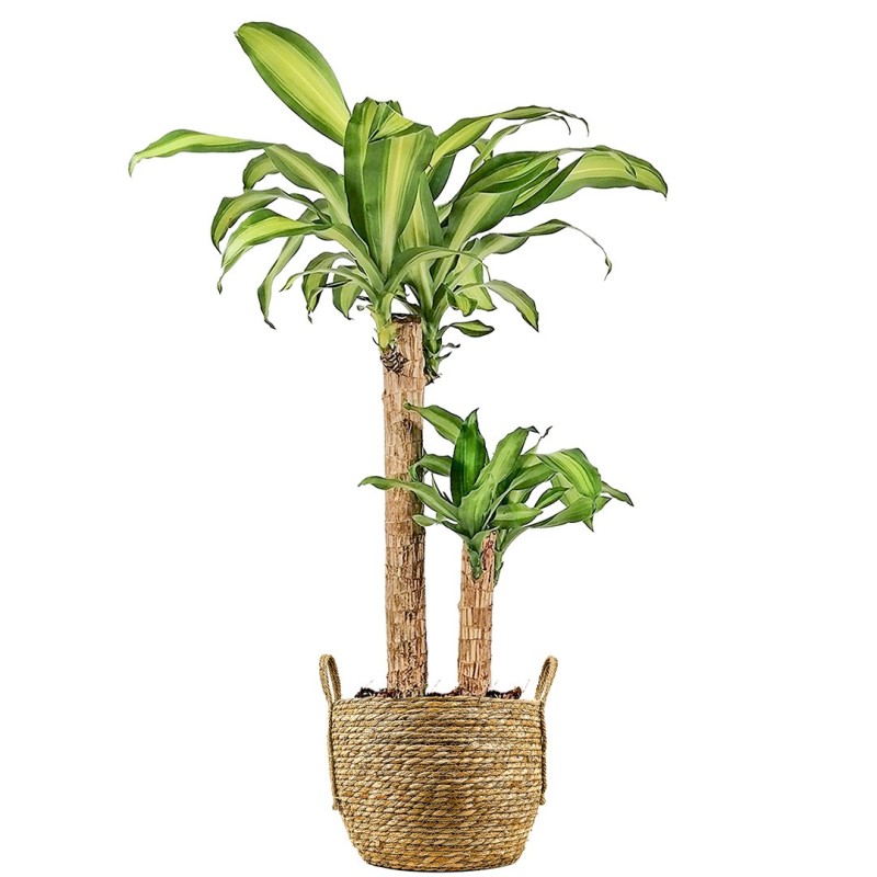 Dracaena Massengena - 2 Gövdeli Hasır Saksılı