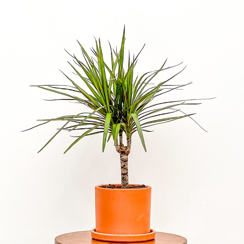 Dracaena Marginata - Tek Gövdeli Ruby