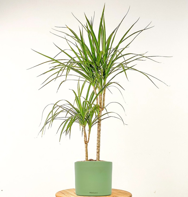 Dracaena Marginata - 2 Gövdeli Ruby
