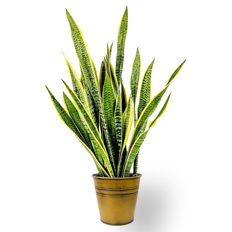 Paşa Kılıcı (Sansevieria Laurentii) Metal Saksılı