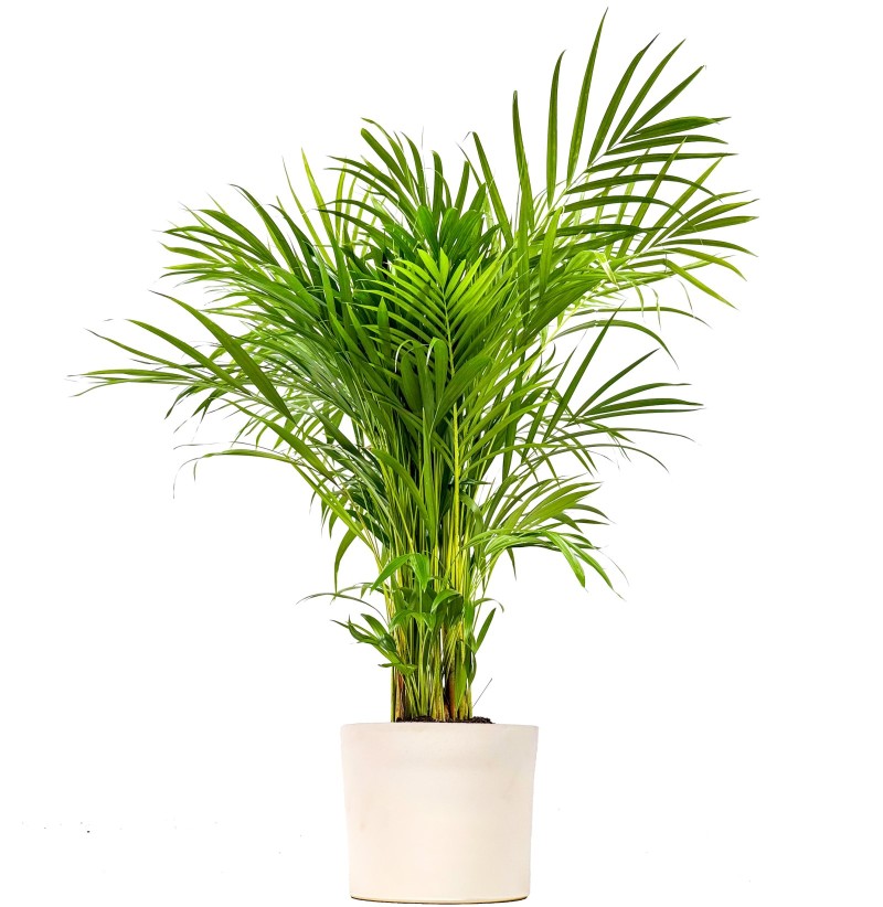 Areka Palmiyesi Large (Dypsis Lutescens) Ruby