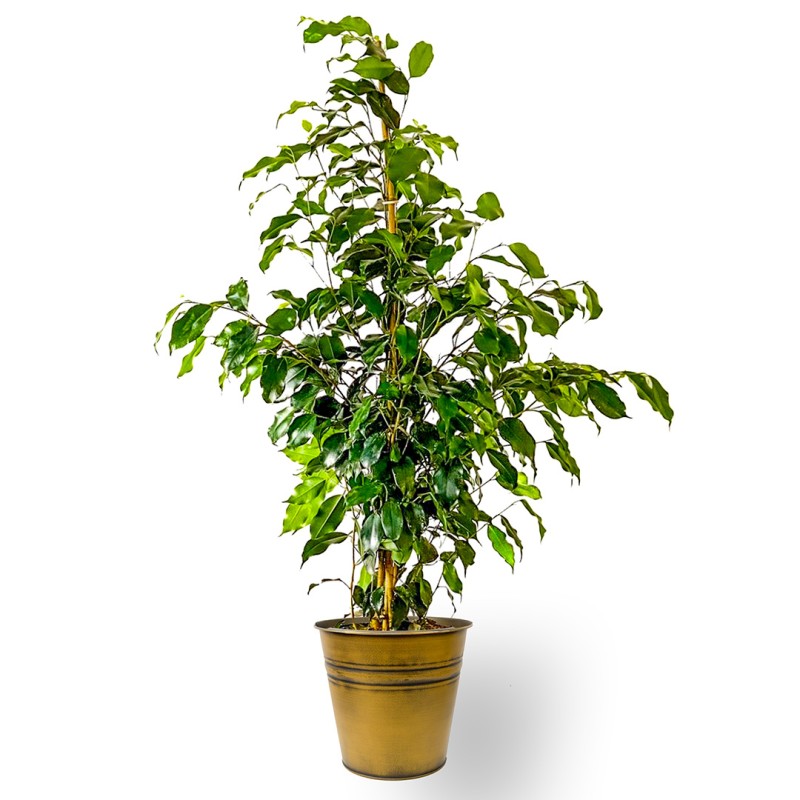 Benjamin (Ficus Benjamina Danielle) Metal Saksılı