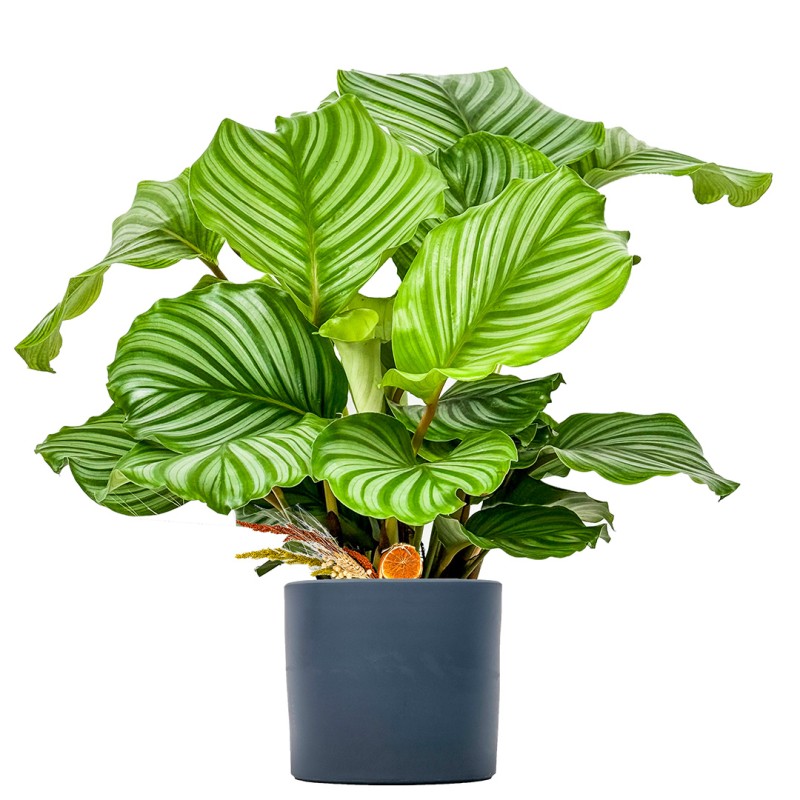 Kalatya (Calathea Orbifolia) Ruby