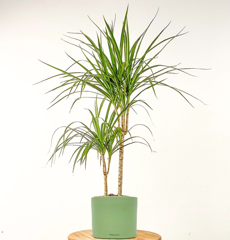 Dracaena Marginata - 2 Gövdeli Ruby