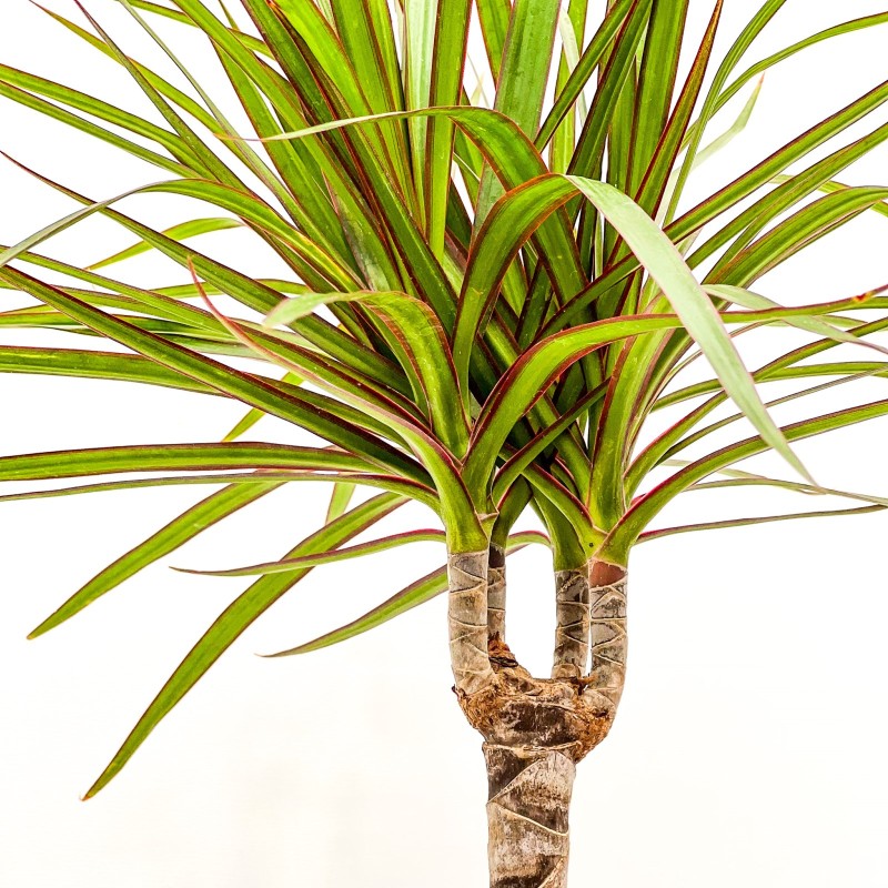 Dracaena Marginata - 2 Gövdeli Ruby