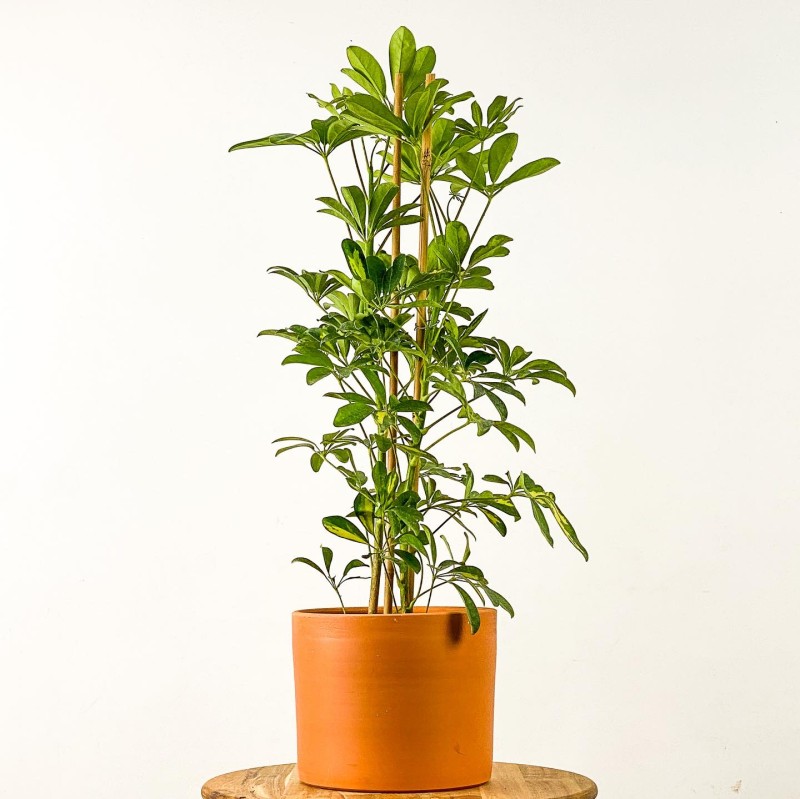 Şeflera (Schefflera) Ruby