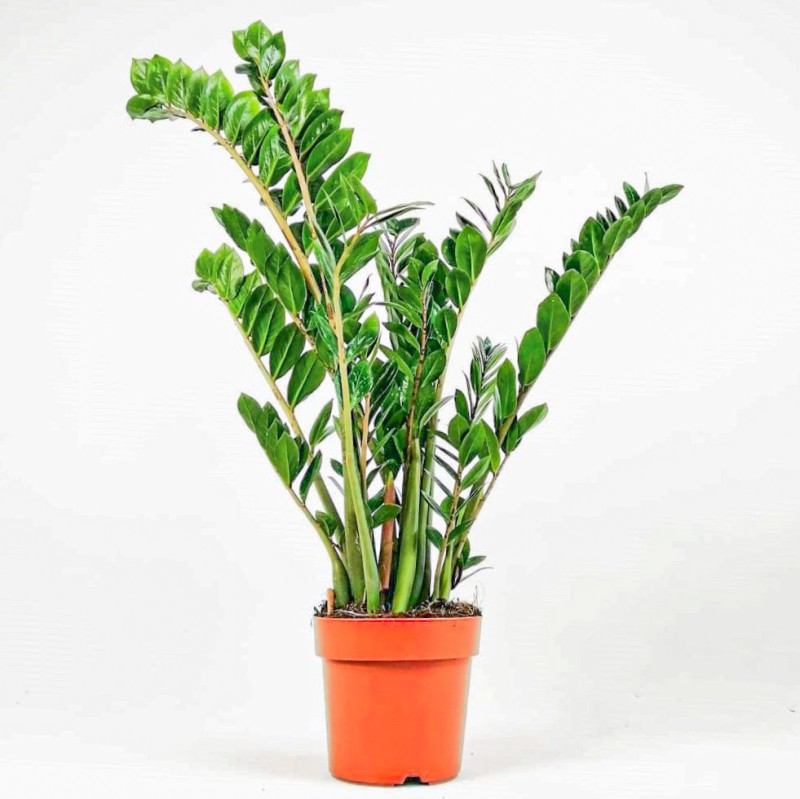 Zamia Large (Zamioculcas Zamiifolia) Ruby