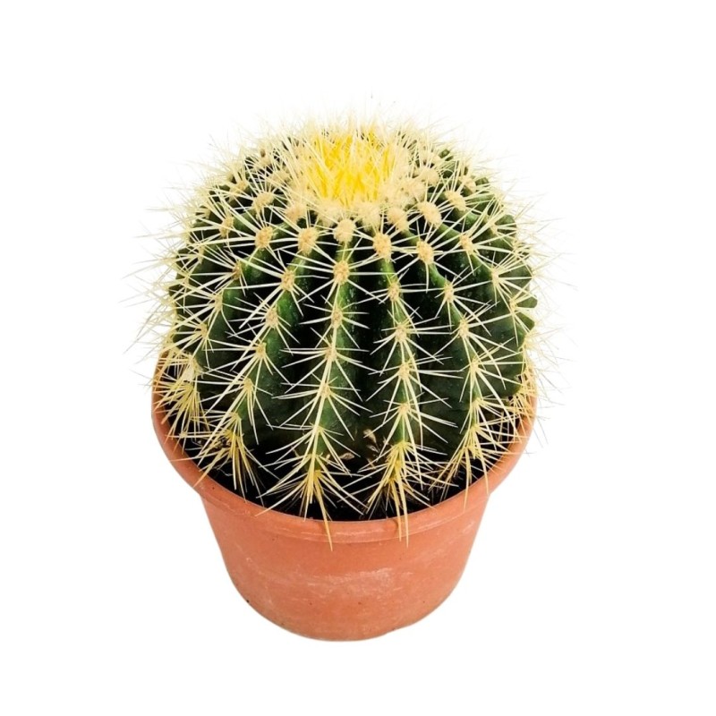 Ekinoks Kaktüs (Echinocactus Grusonii) Medium