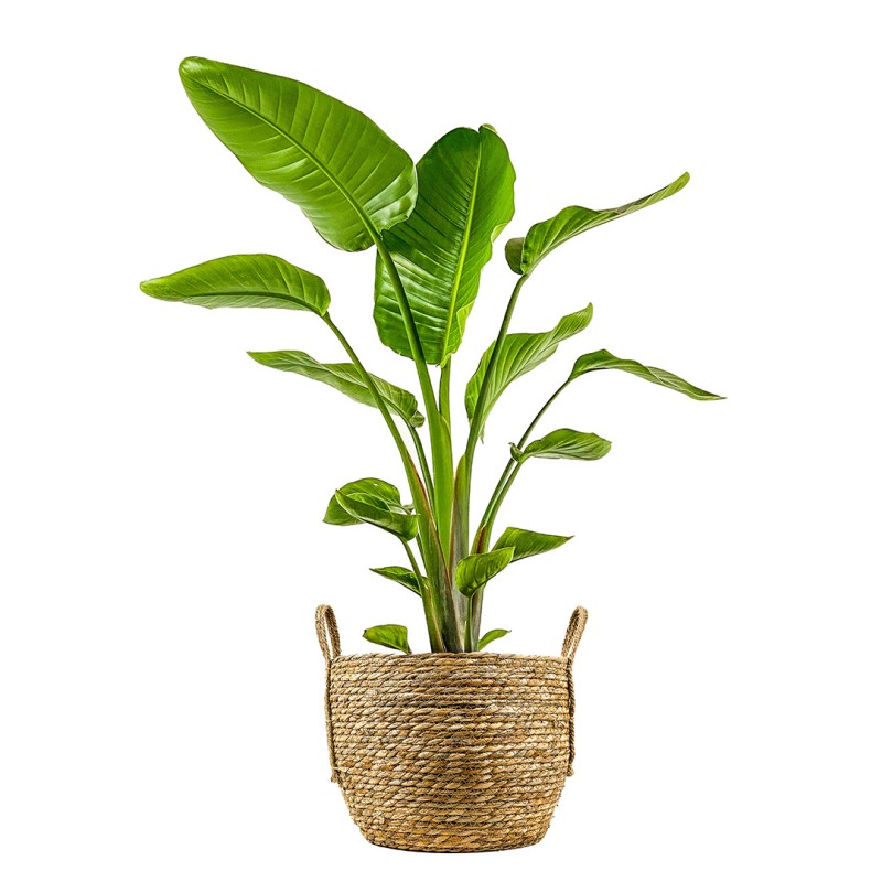 Starliçe (Strelitzia Nicolai) Hasır Saksılı