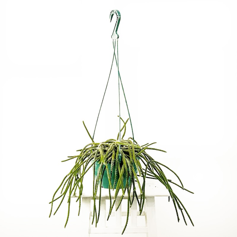 Spagetti Kaktüs (Rhipsalis Pilocarpa) Askılı Saksılı