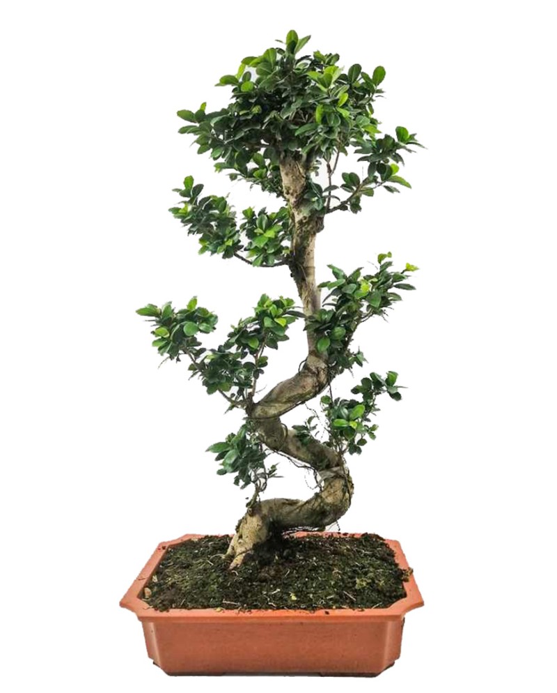 S Bonsai XL (Ficus Ginseng)