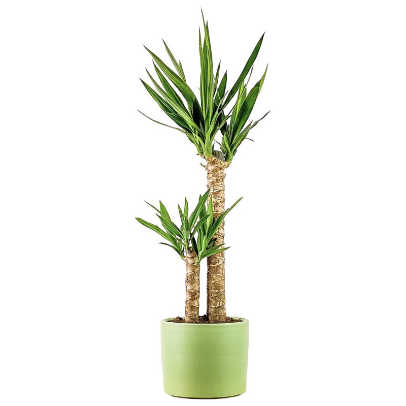 Yuka 2 Gövdeli (Yucca Massengena) Ruby