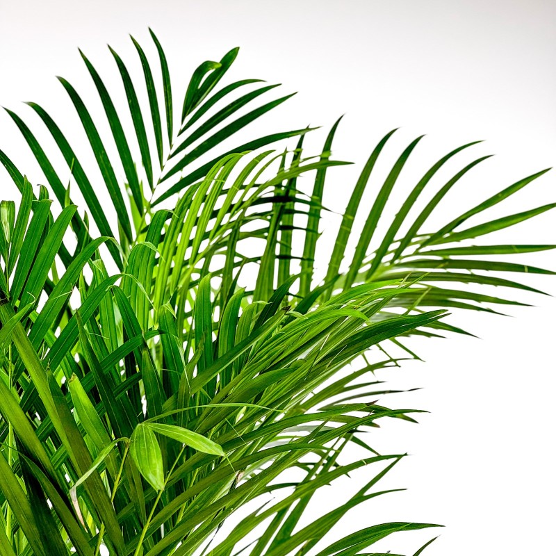 Areka Palmiyesi Large (Dypsis Lutescens) Hasır Saksılı
