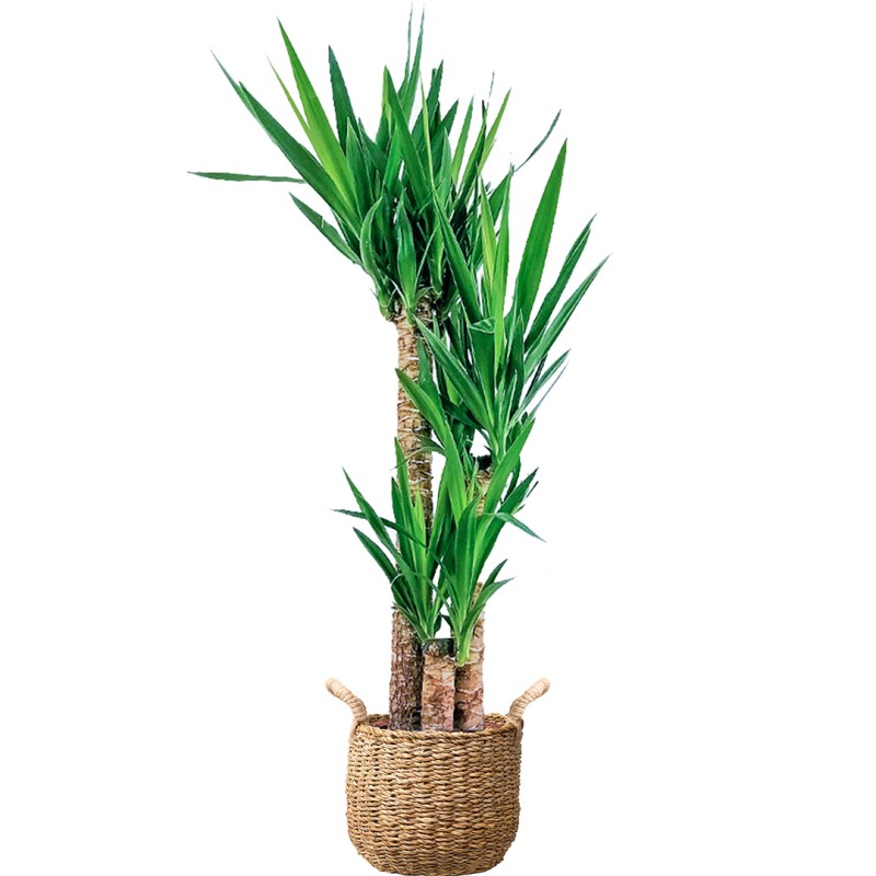 Yuka 3 Gövdeli (Yucca Massengena) Hasır Saksılı