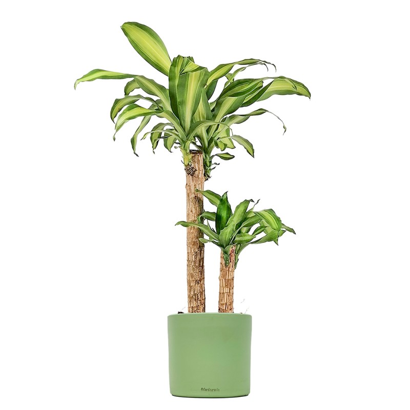 Dracaena Massengena